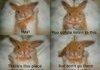 4chan bunny