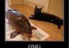 Cat VS. Fish