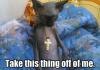 Devil cat