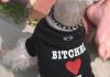 He Gets All The Bitches