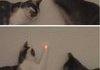 Aliens