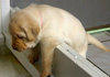 silly pup