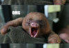 Sloth