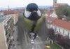 An angry bird