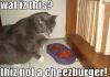 Cat w/o cheezburger