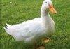 Ducks just want damn bread