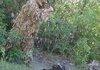 Ghillie suits