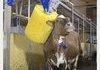 Brushie Brushie Cow