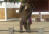 Elephant Handstand