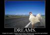Poor Chickens