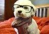 Hipster dog