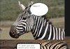 Zebras