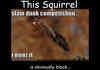 Crazy Squirrel