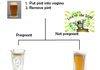 Irish Pregnancy Test