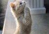 Praying cat
