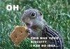cheeky chipmunk