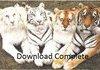 Download