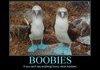 Boobies