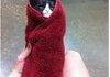 cat in towel