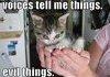 Evil Kitty