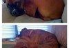 Dog Feels