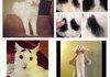 Meet Sam, the cat with eyebrows