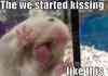 hamster