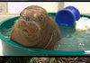 Baby Animals