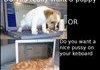 Puppy or Pussy