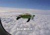 If turtles could fly