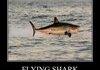 flying shark