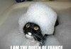 French Pussy