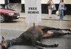 Free Horse!