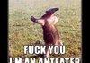 I'm an anteater