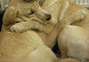 A dog and his sister in a thunder storm