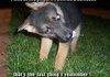 Sniffing Suitcases