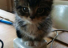 Found this kitten warmer online