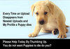 Stop the Puppy Killing