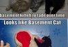 Cats Are Awesome