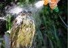 Just Watering the Owl