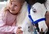 Gentle Carousel Miniature Therapy Horses