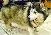 Corgi-Husky Cross