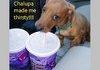 TACO BELL DOG