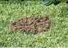 how to remove a bee hive