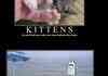 Demotivational Animal Compilation