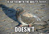 Scumbag Pigeon