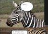 Zebra black vs white