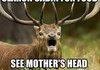 funny elk poster