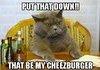 Grey cat is serious