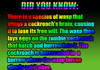 Fact of the Day